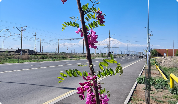ծխախոտահումքի աճեցում, tobacco cultivation, выращивание табака